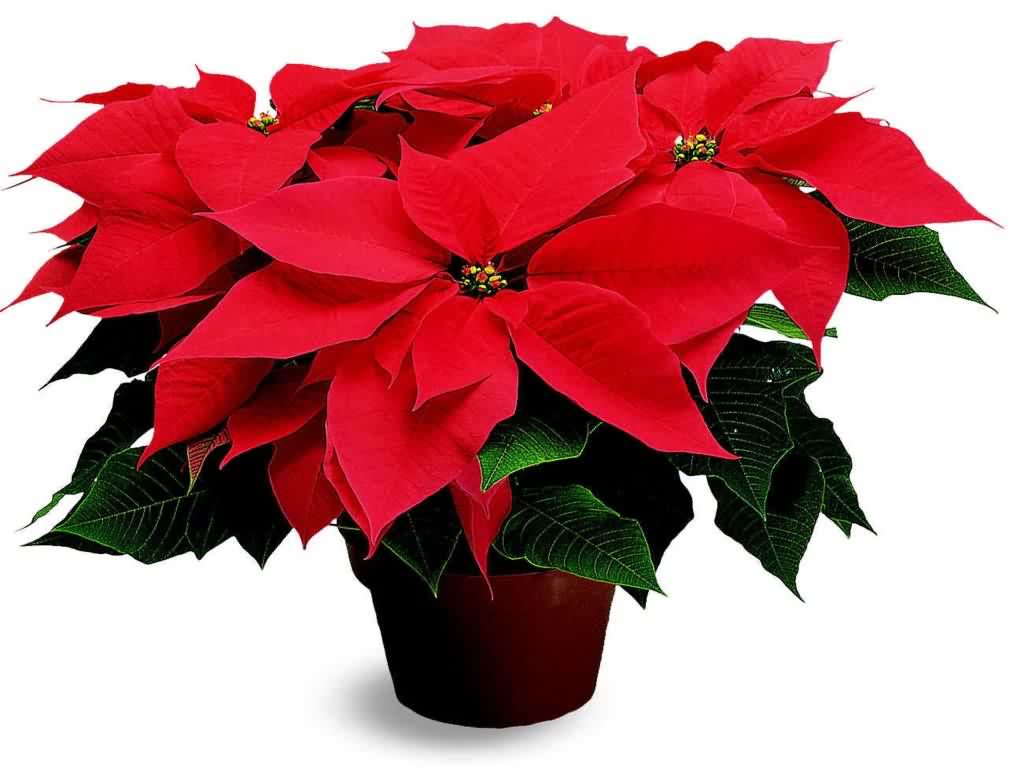 poinsettia-1024